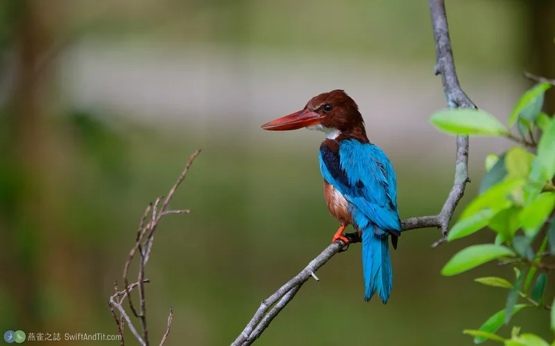 蒼翡翠 White-throated Kingfisher