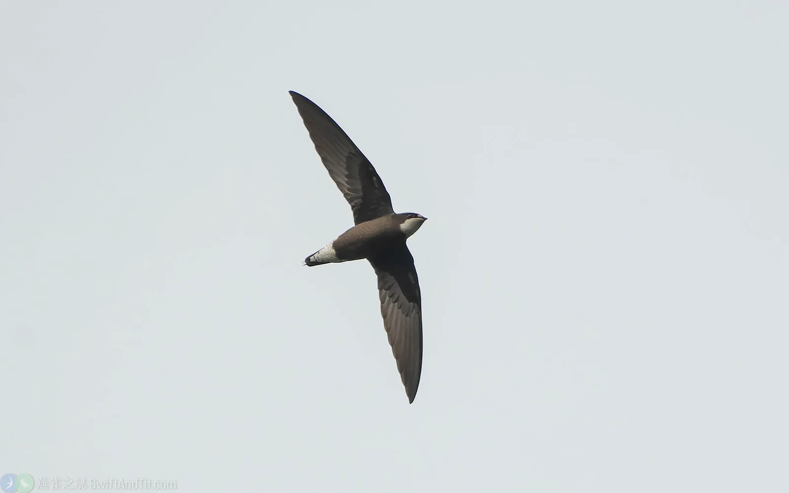 白喉針尾雨燕 White-throated Needletail