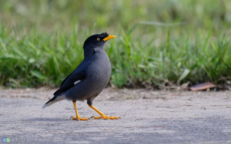 白尾八哥 Javan Myna