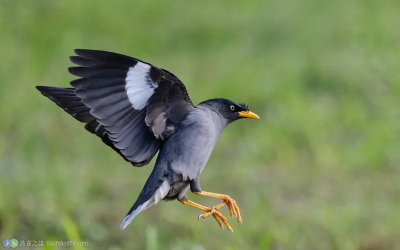白尾八哥 Javan Myna 飛行