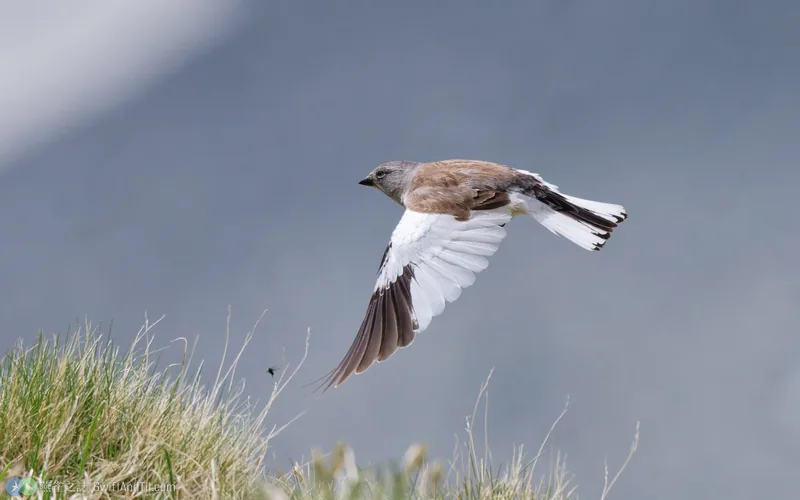 白斑翅雪雀 White-winged Snowfinch