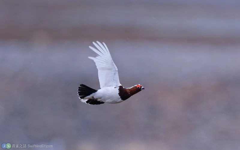 柳雷鳥 Willow Ptarmigan
