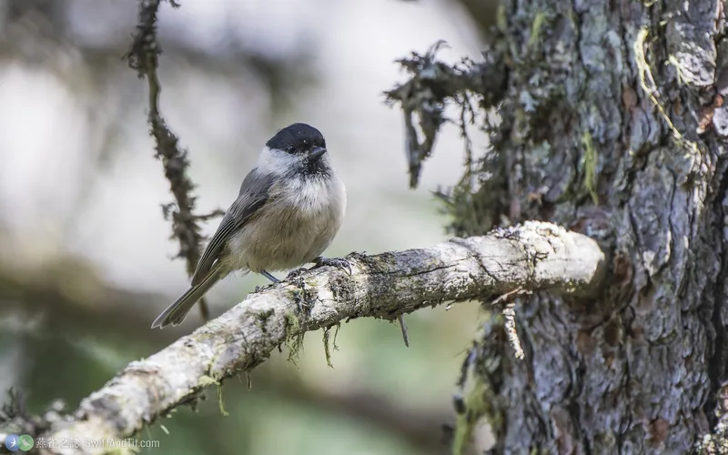 褐頭山雀 Willow Tit