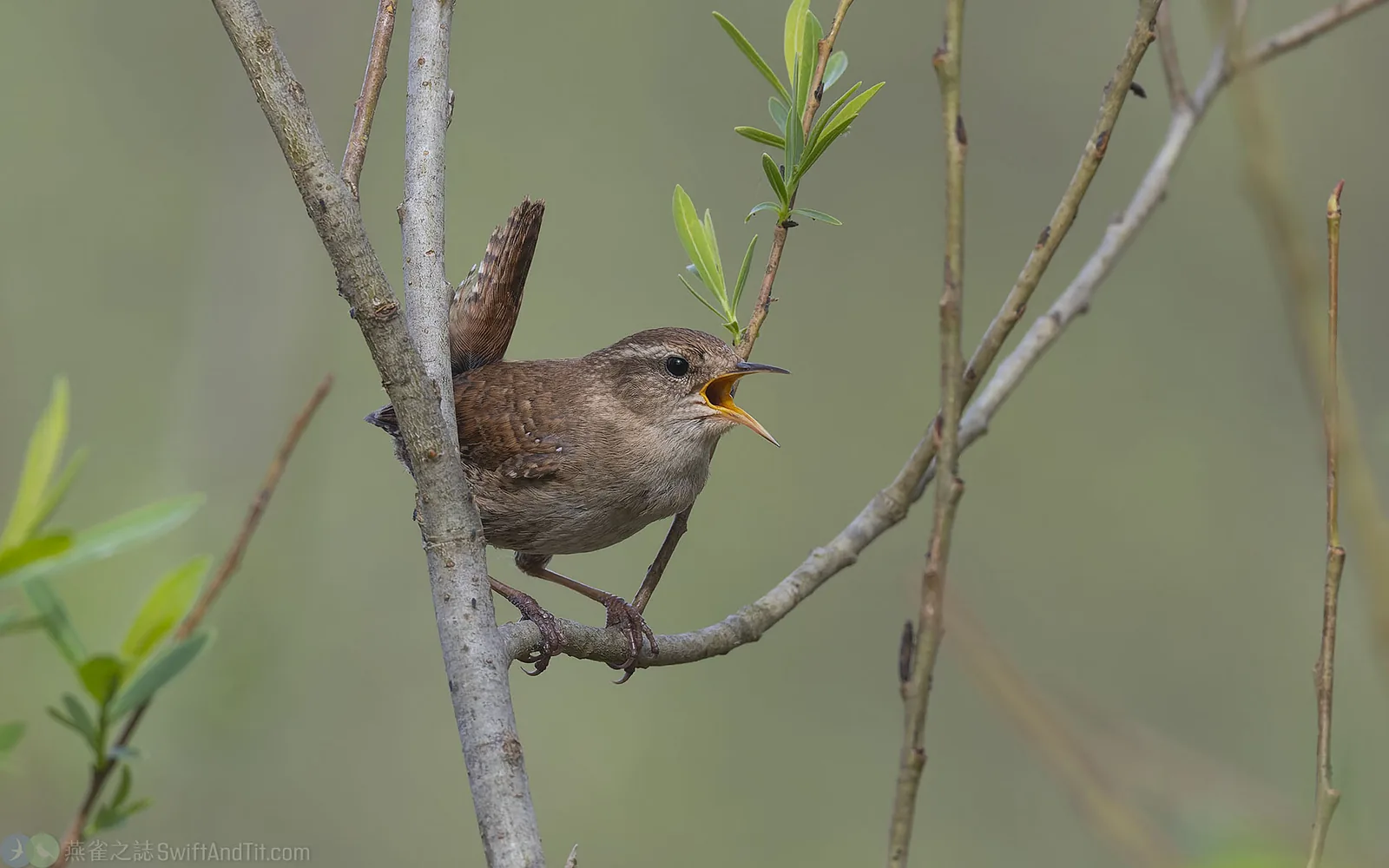 鷦鷯 Eurasian Wren