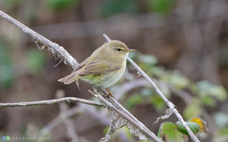 歐亞柳鶯 Willow Warbler