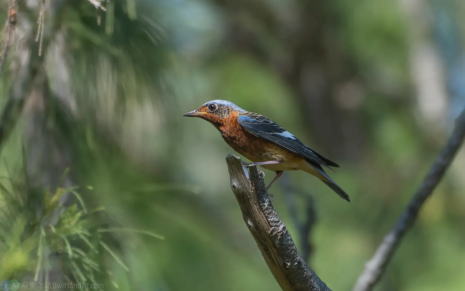 白喉磯鶇 White-throated Rock-Thrush