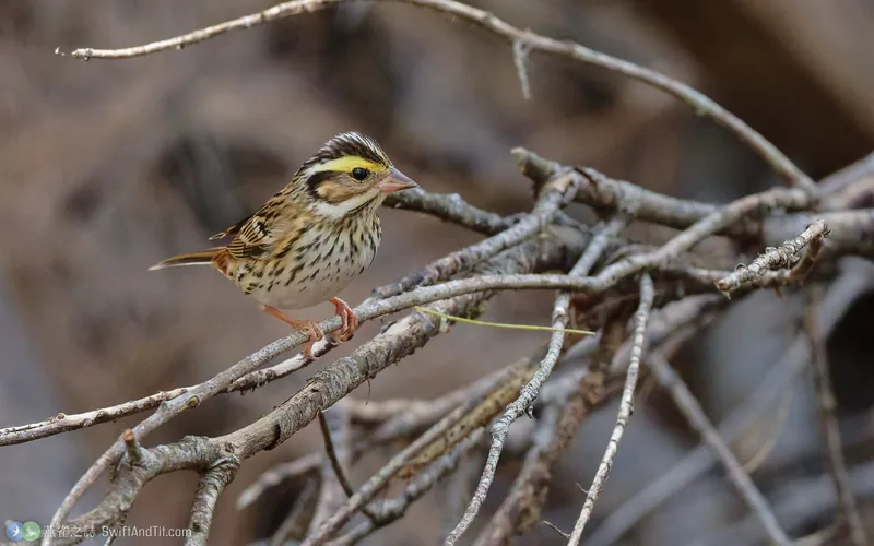 黃眉鵐 Yellow-browed Bunting