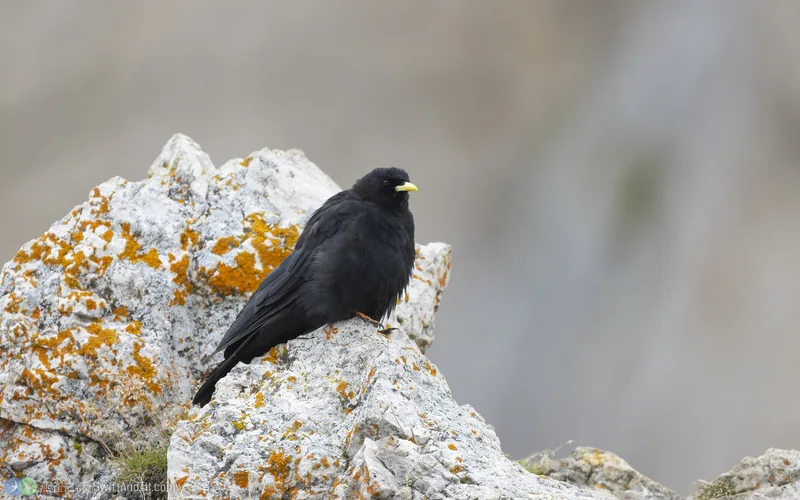 黃嘴山鴉 Yellow-billed Chough