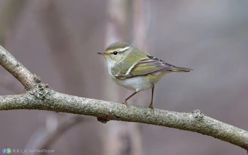 黃眉柳鶯 Yellow-browed Warbler
