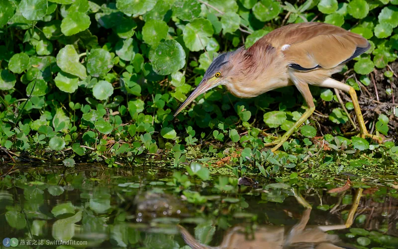 黃小鷺 Yellow Bittern