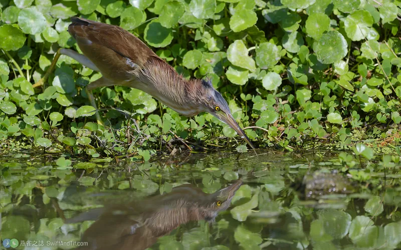 黃小鷺 Yellow Bittern