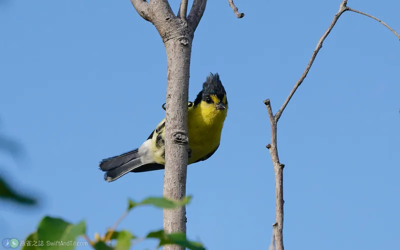 黃山雀 Taiwan Yellow Tit