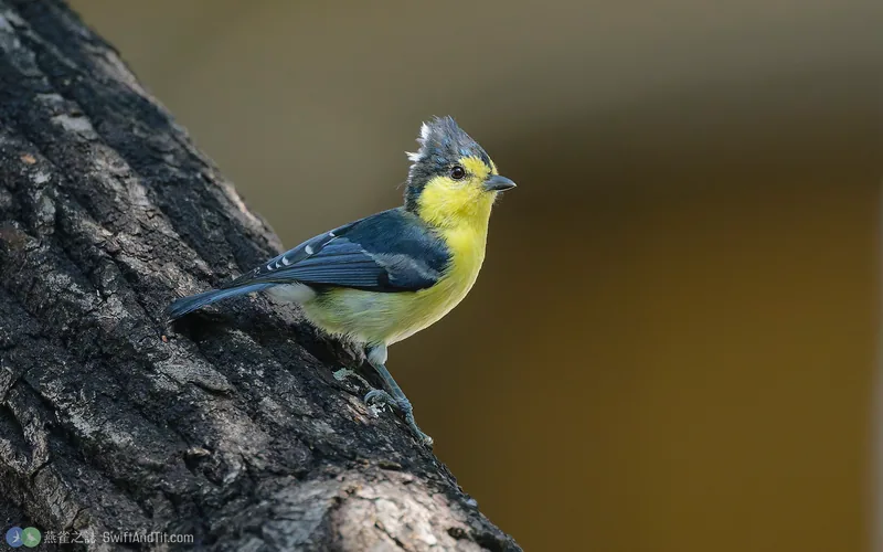 黃山雀 Taiwan Yellow Tit