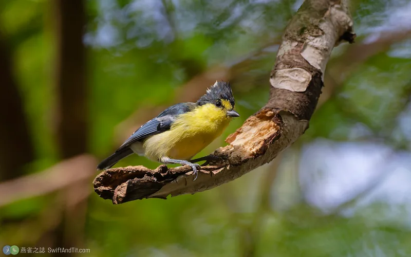 黃山雀 Taiwan Yellow Tit