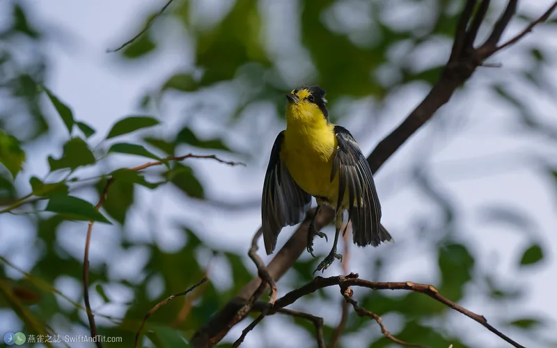 黃山雀 Taiwan Yellow Tit