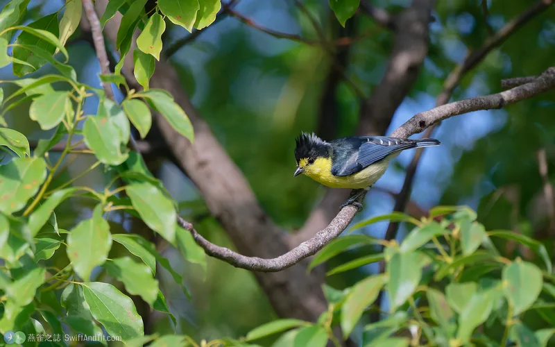黃山雀 Taiwan Yellow Tit