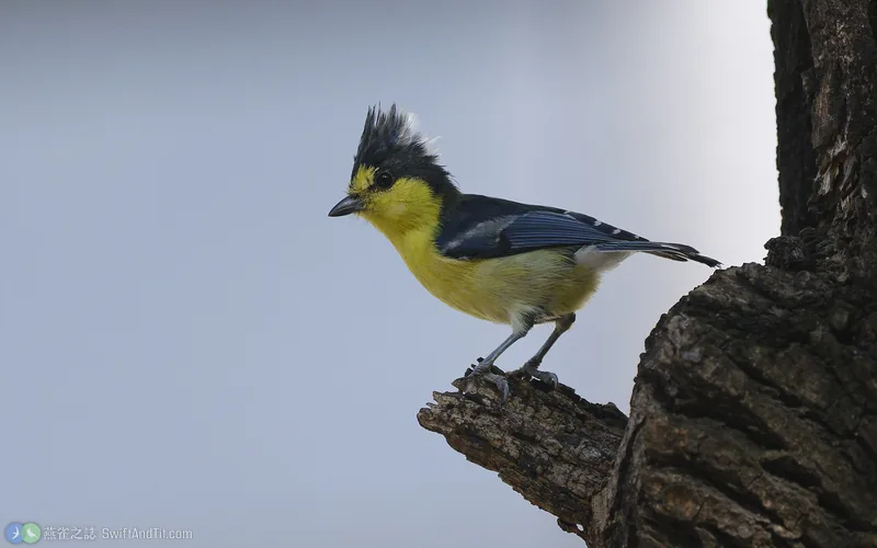 黃山雀 Taiwan Yellow Tit