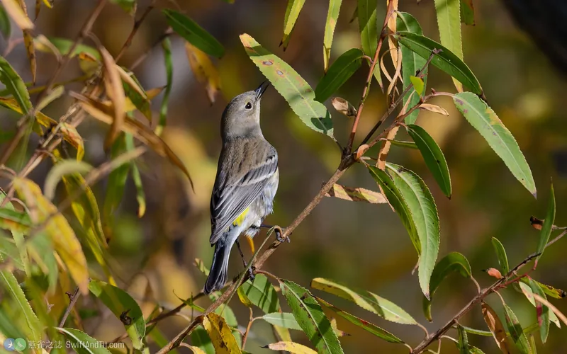 Yellow-rumped Warbler Yellow-rumped Warbler