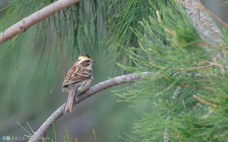 黃喉鵐 Yellow-throated Bunting