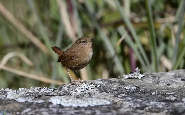 鷦鷯 Eurasian Wren (ssp. taivanus)