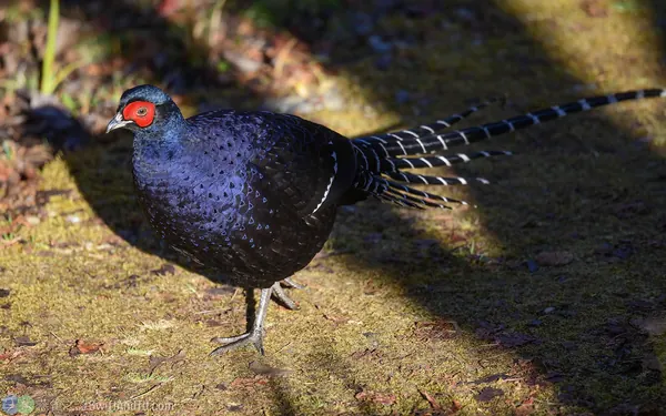 Mikado-pheasant-1