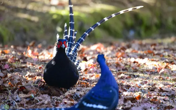 Mikado-pheasant-2