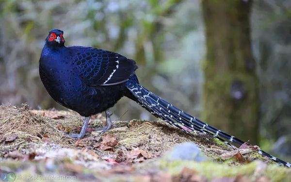Mikado-pheasant-3