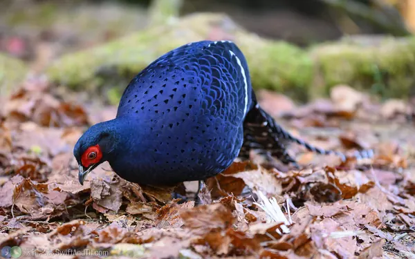 Mikado-pheasant-4