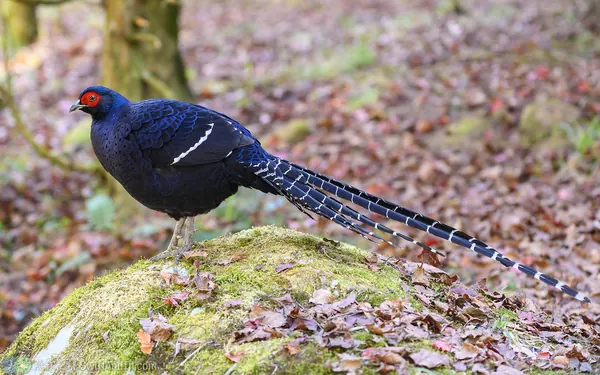 mikado pheasant