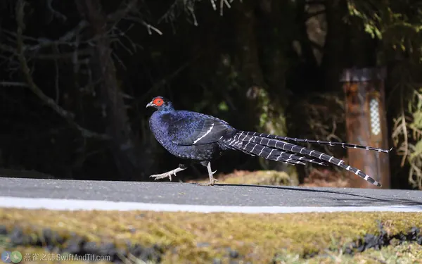 Mikado-pheasant-9