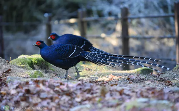 Mikado-pheasants