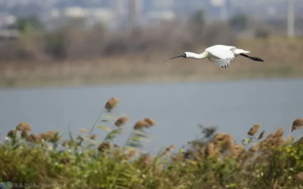 black-faced-spoonbill-01