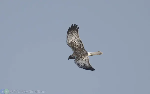 東方澤鵟 Eastern Marsh Harrier 灰頭型雄鳥
