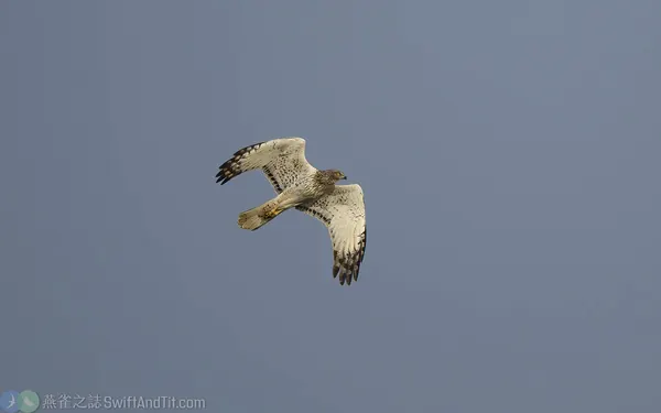 東方澤鵟 Eastern Marsh Harrier 灰頭型雄鳥
