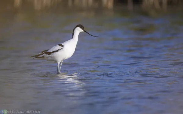 pied-avocet-01