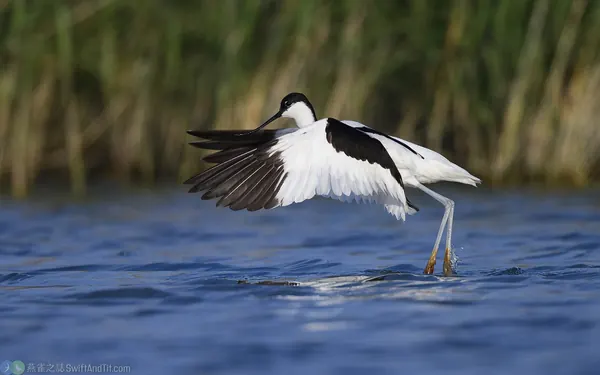 反嘴鴴 Pied Avocet