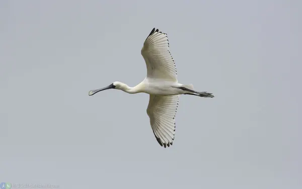 黑面琵鷺亞成鳥
