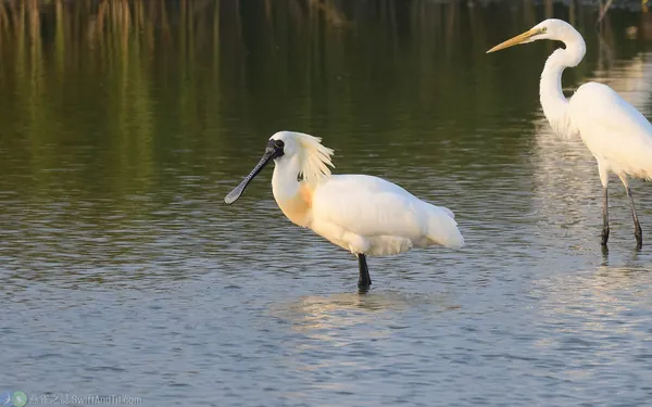 黑面琵鷺成鳥