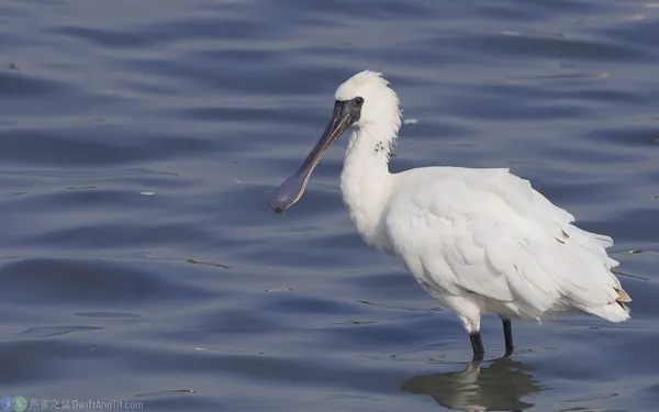 黑面琵鷺幼鳥