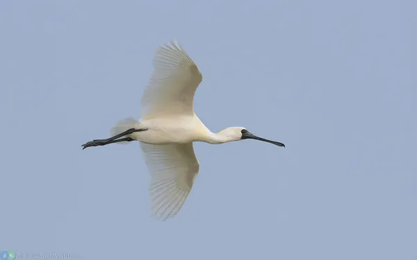 黑面琵鷺成鳥飛行