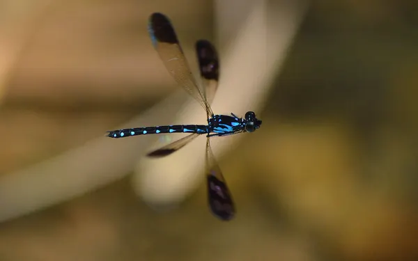 棋紋鼓蟌 Heliocypha perforata perforata