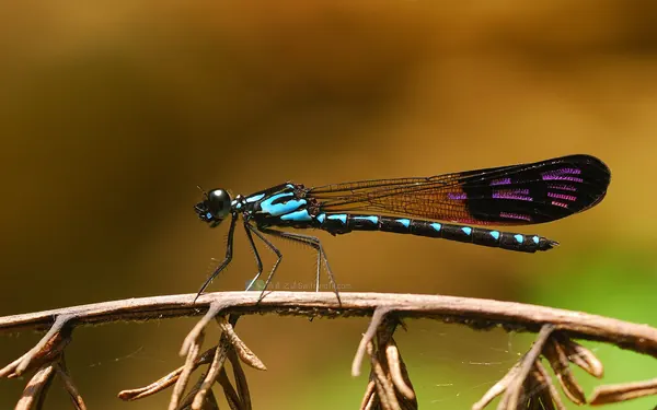 棋紋鼓蟌 Heliocypha perforata perforata