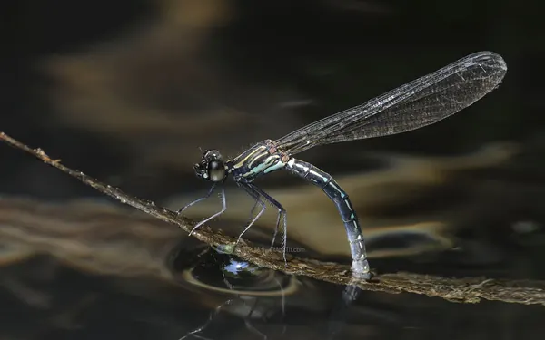棋紋鼓蟌 Heliocypha perforata perforata
