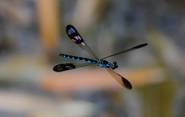 棋紋鼓蟌 Heliocypha perforata perforata