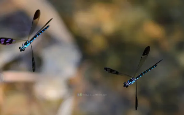 棋紋鼓蟌 Heliocypha perforata perforata