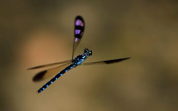 棋紋鼓蟌 Heliocypha perforata perforata