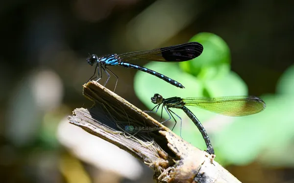 棋紋鼓蟌 Heliocypha perforata perforata