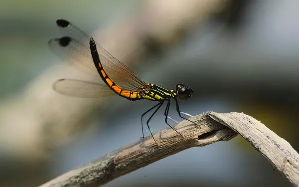 脊紋鼓蟌 Libellago lineata lineata