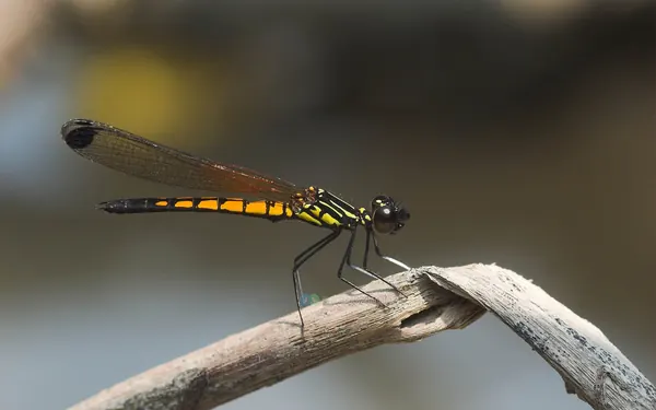 脊紋鼓蟌 Libellago lineata lineata