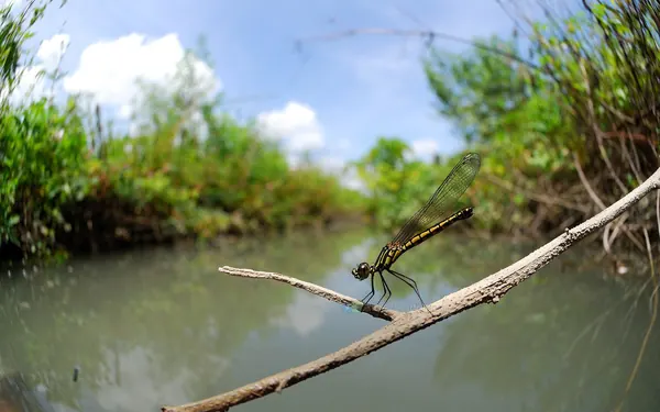 Libellago-lineata-lineata- (3)